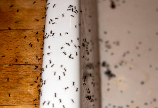 Wasp Removal Services in Gordon, PA